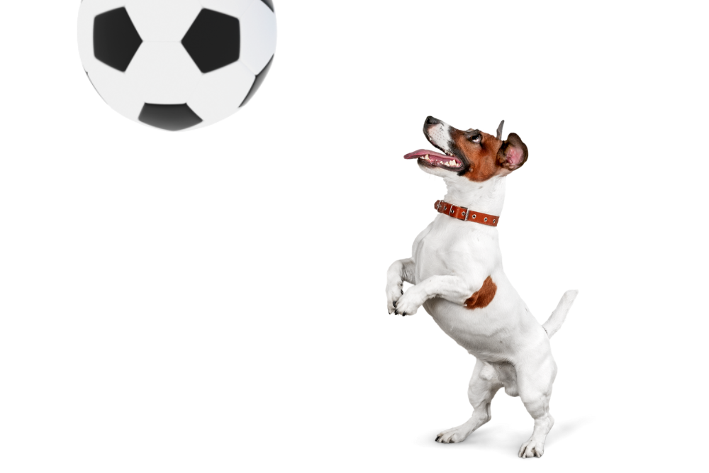 dog training